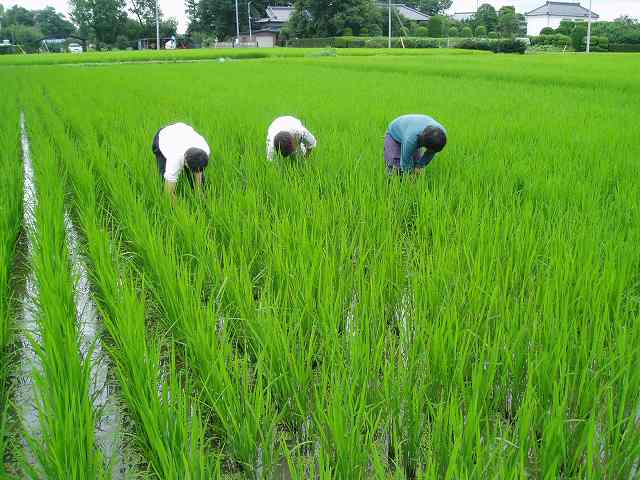 雨読晴耕村舎での研修｜田植え