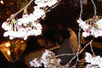 2008年夜桜②.jpg