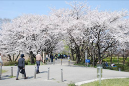 さきたま古墳・桜並木−もっくん日記