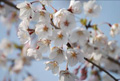桜・アップ−もっくん日記