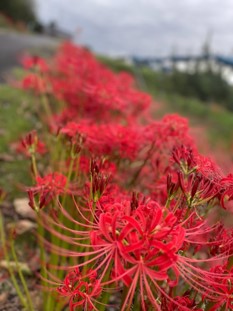 道端に咲く彼岸花